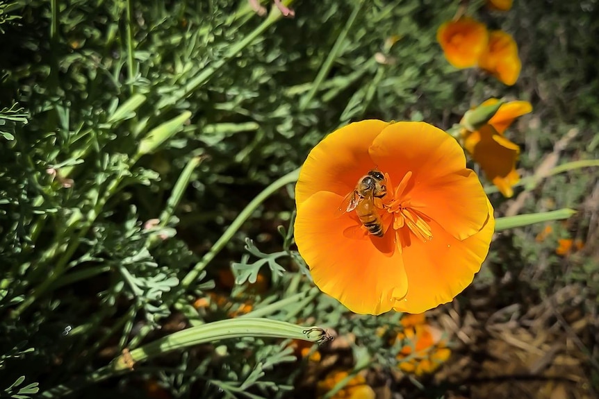 Un gros plan d'une abeille sur une fleur d'oranger