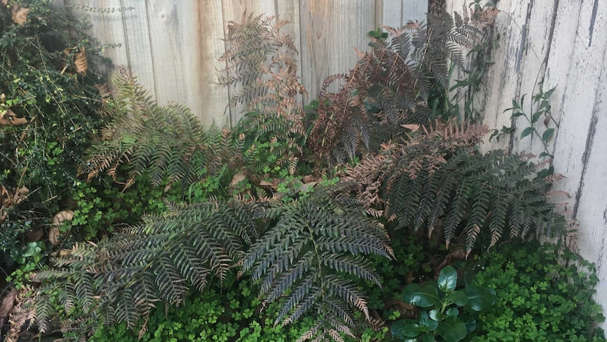 Dying fern in the corner of Joel Rheinberger's garden