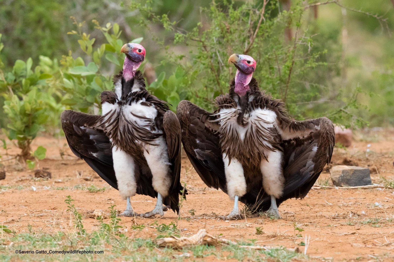 Two vultures stand on the dirt, side by side. Both holding wings out. 