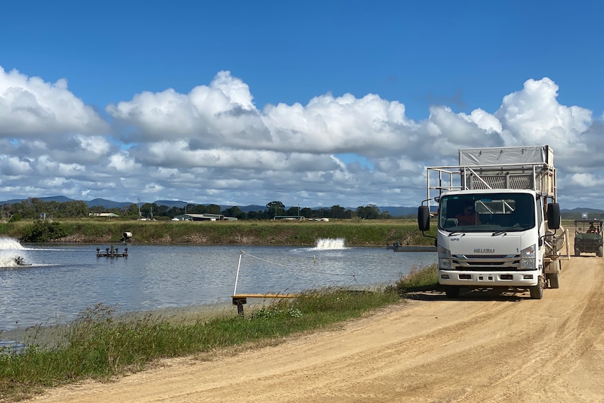 A feed truck parked on the road at the edge of a pond on a prawn farm.