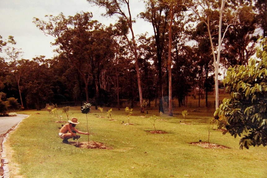 Tree planting