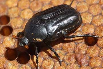 The Large African Hive Beetle is around 20-23mm long