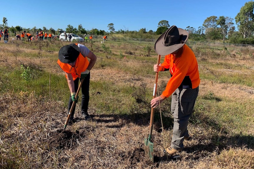 Volunteers, wearing high viz shirts, use shovels to dig holes for tree planting