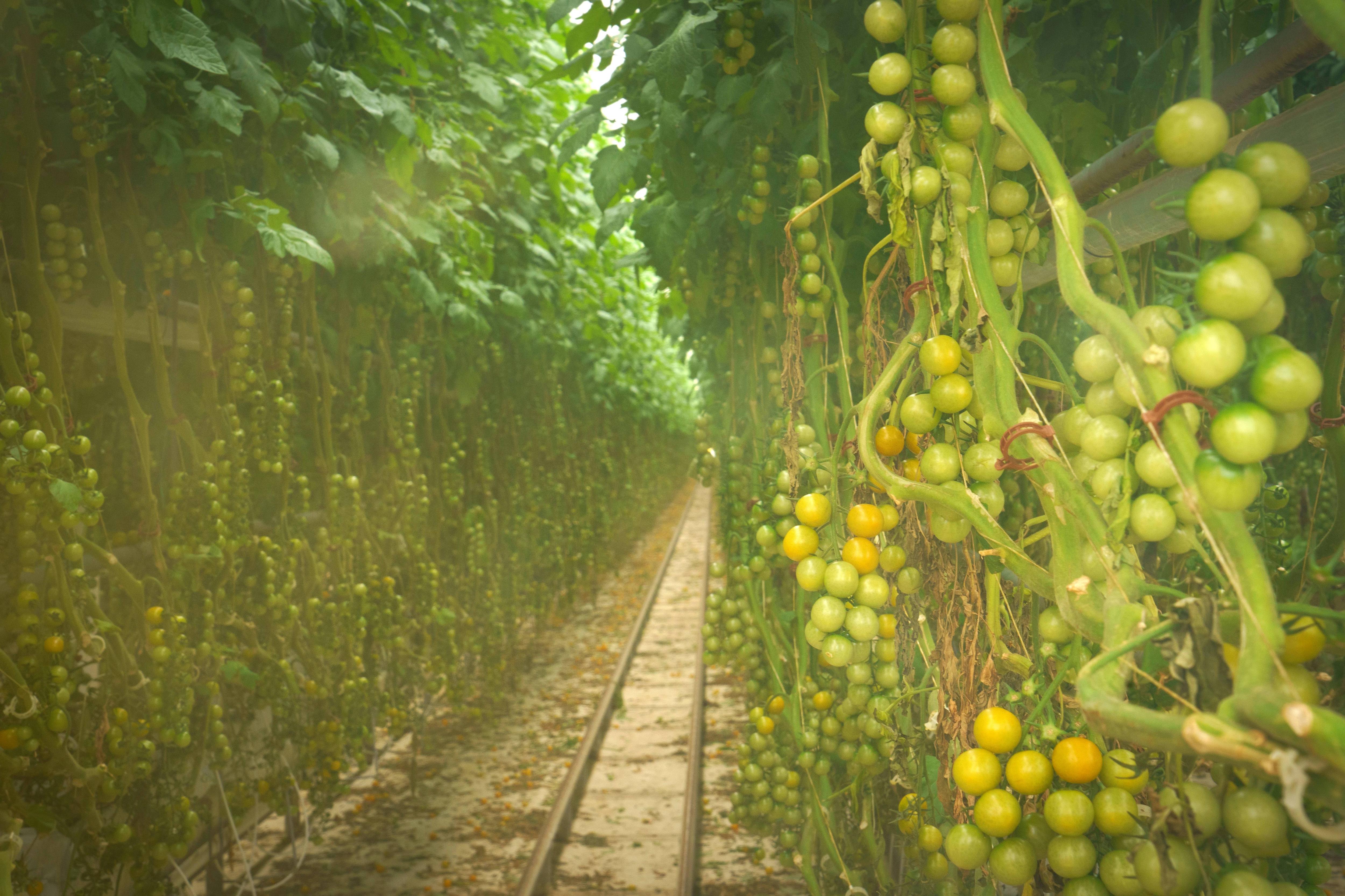 Unripe tomato plants growing together.