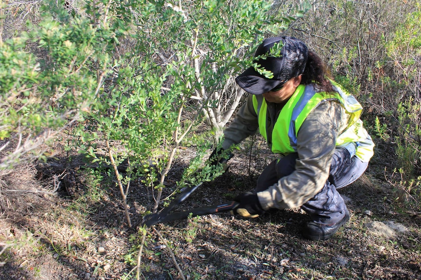 Woman with long handled tree snips cuts a small tree