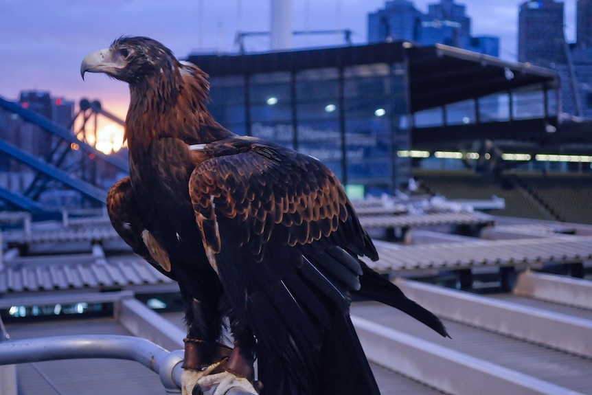 A wedge-tailed eagle surveys the Melbourne Cricket Ground to deter seagulls