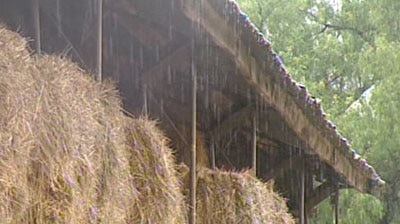 Welcome rain: The downpours will allow many farms to plant new crops.