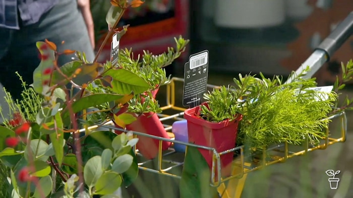 Plants in pots in a nursery trolley cart.