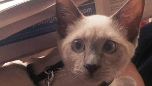 A cat with blue eyes looks at the camera.