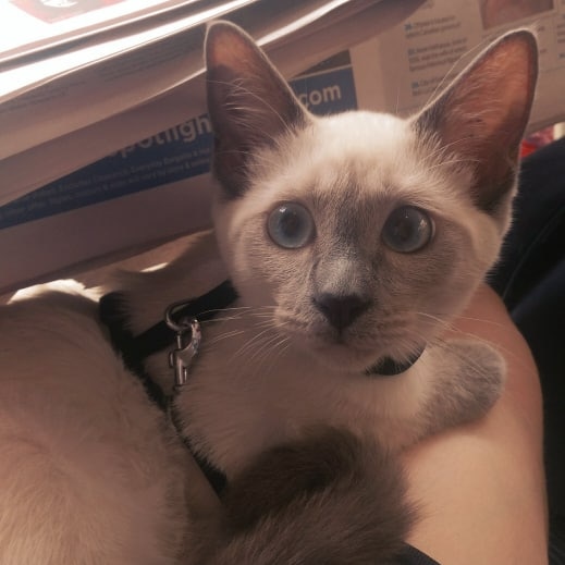 A cat with blue eyes looks at the camera.