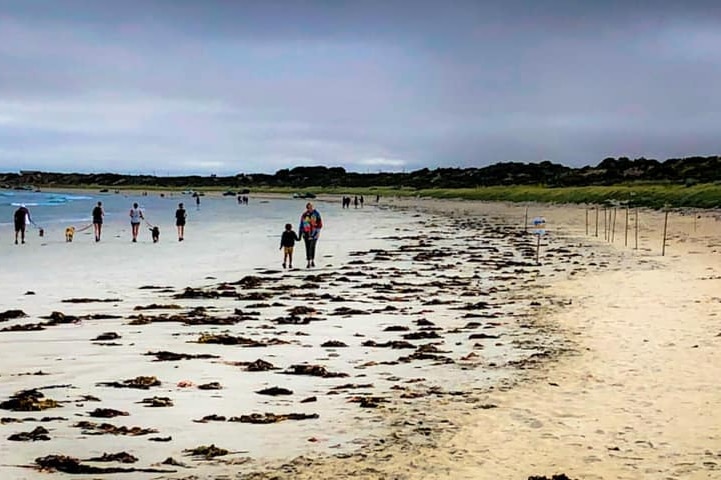 People walk dogs on leads on a beach strewn with seaweed next to a small fenced area