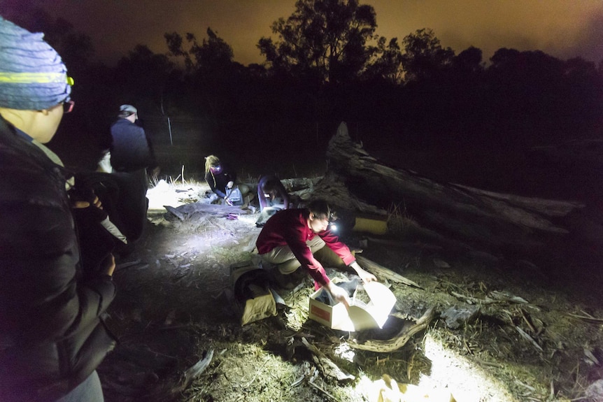 Researchers checking traps by torchlight.