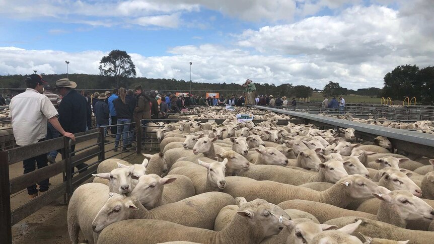 Dozens of people walk past pens of crossbred sheep at the Naracoorte saleyards.