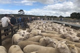 Dozens of people walk past pens of crossbred sheep at the Naracoorte saleyards.