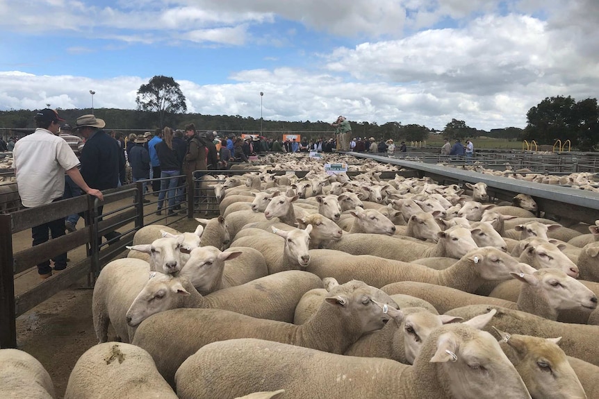 Dozens of people walk past pens of crossbred sheep at the Naracoorte saleyards.