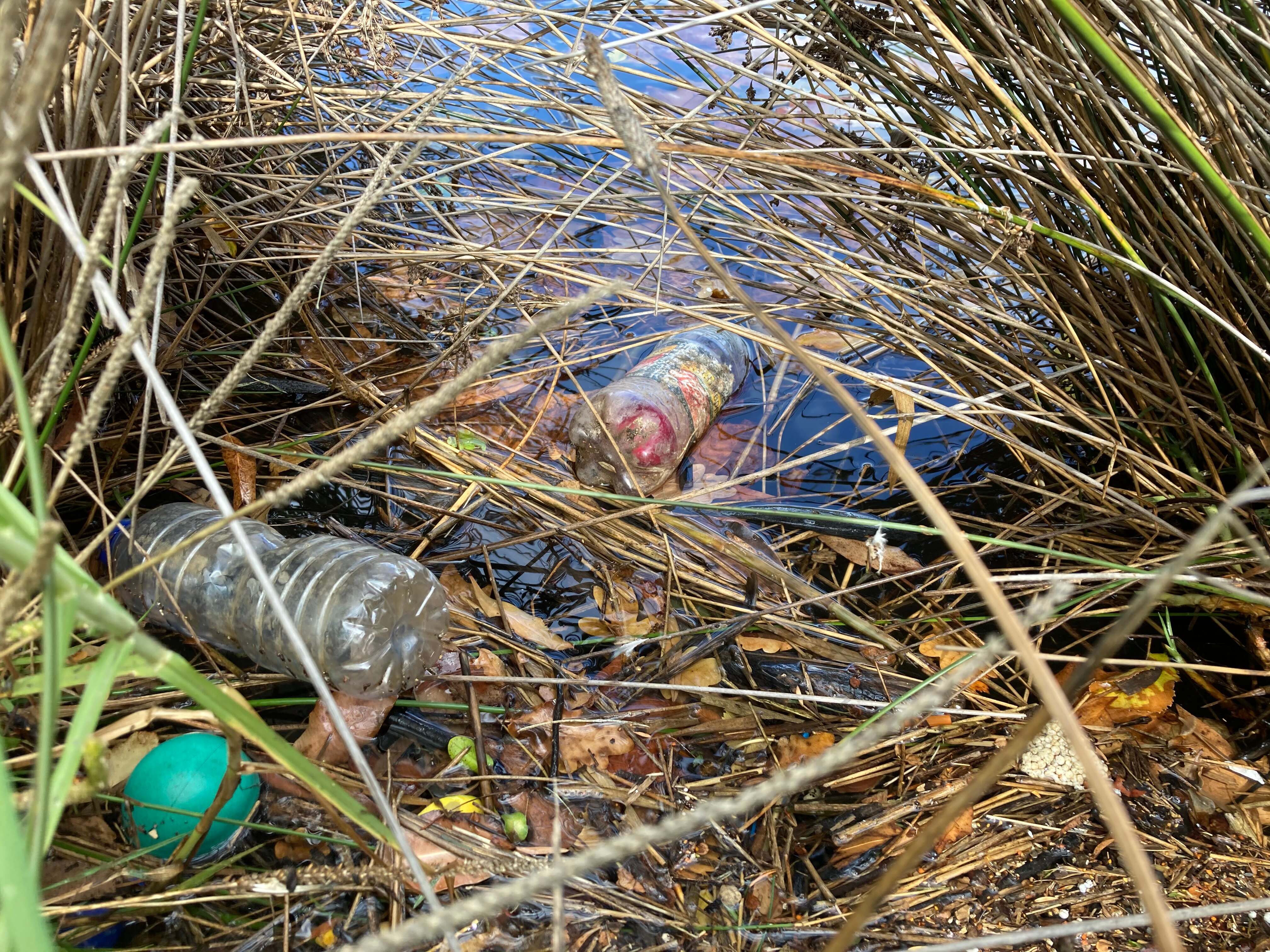 Plastic bottle floating in water in reeds in a waterway.