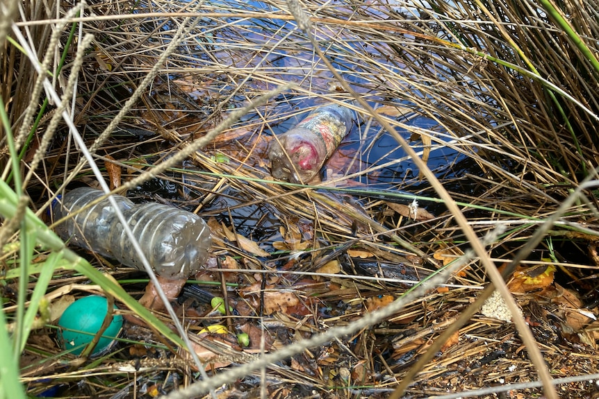 Plastic bottle floating in water in reeds in a waterway.