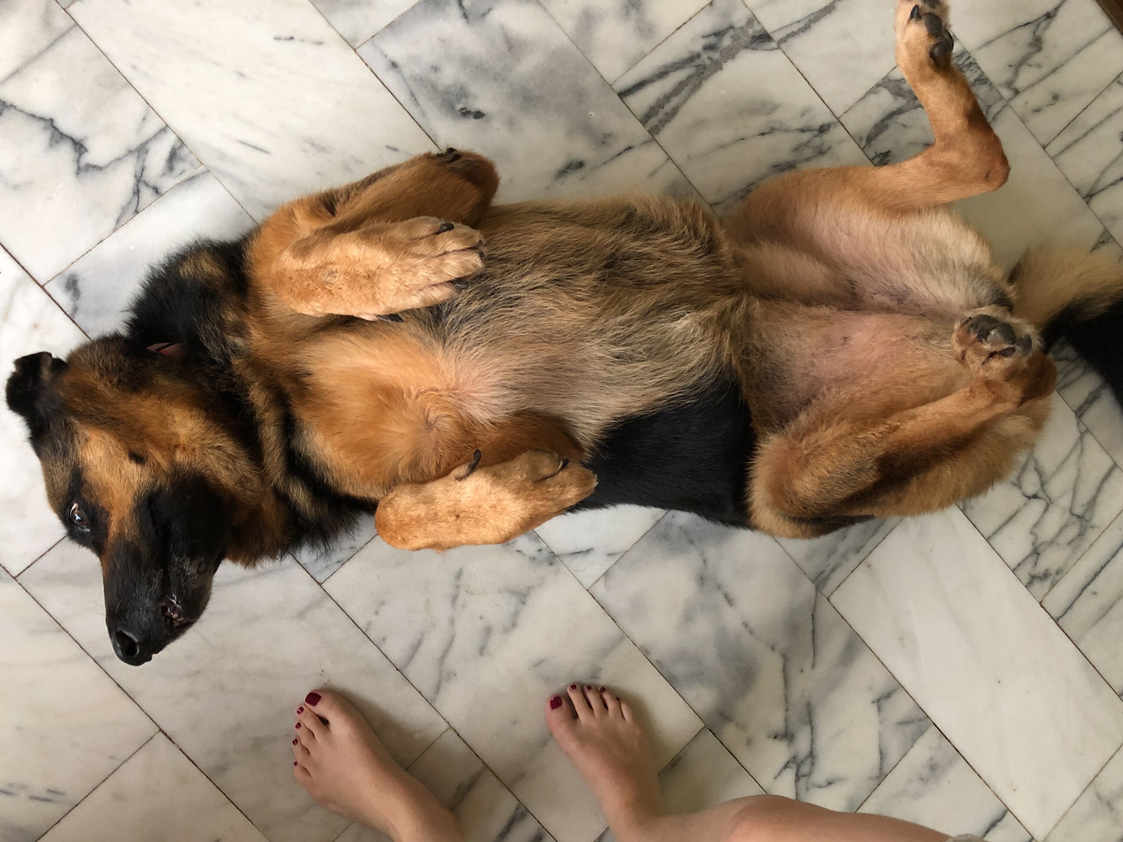 A lovely big German Shepherd lies on a her back