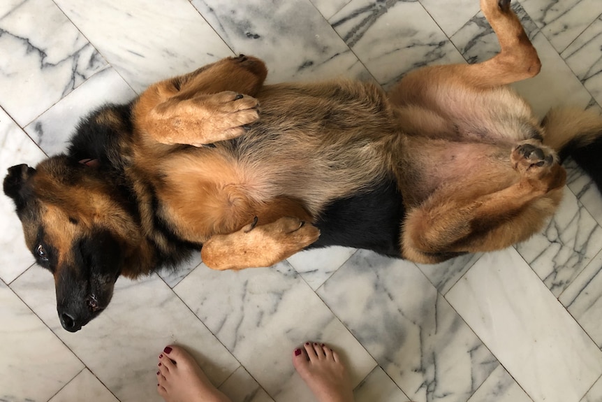 A lovely big German Shepherd lies on a her back