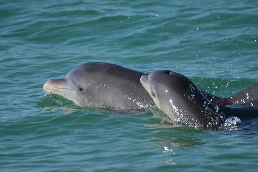 An adult and child bottlenose dolphin in water. 
