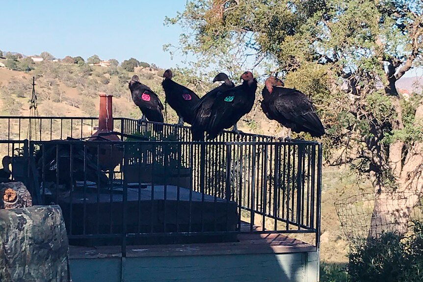 Four giant vultures sit on a porch railing. 