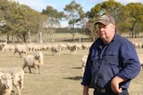 A farmer stands in front of his sheep, roaming in a paddock.