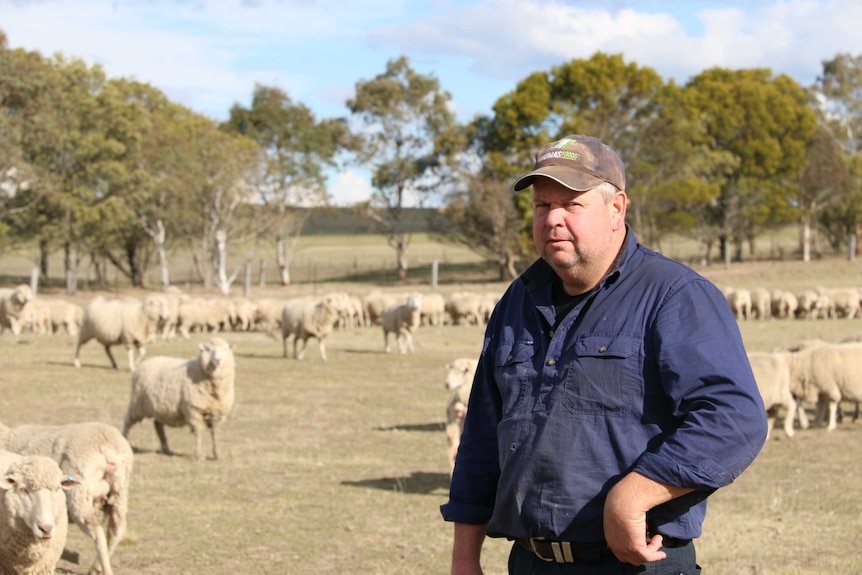 A farmer stands in front of his sheep, roaming in a paddock.