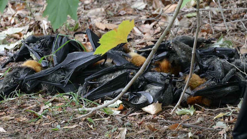 More than 2,000 flying foxes perished in East Gippsland