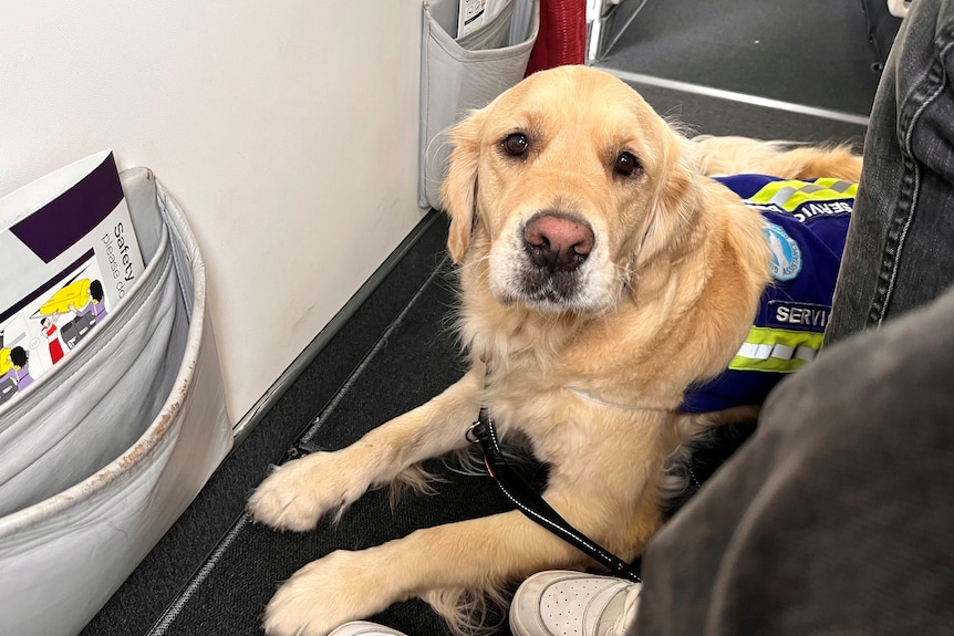 A golden retriever service dog sits on the floor of a plane