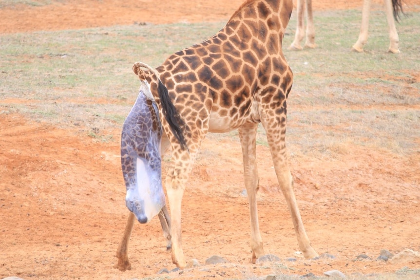 Monarto Zoo giraffe gives birth