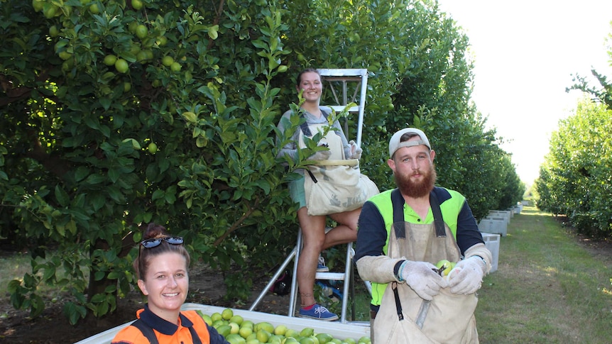 Three backpackers pose with lemon picking equipment and a bin of fruit.