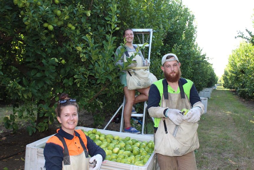 Three backpackers pose with lemon picking equipment and a bin of fruit.