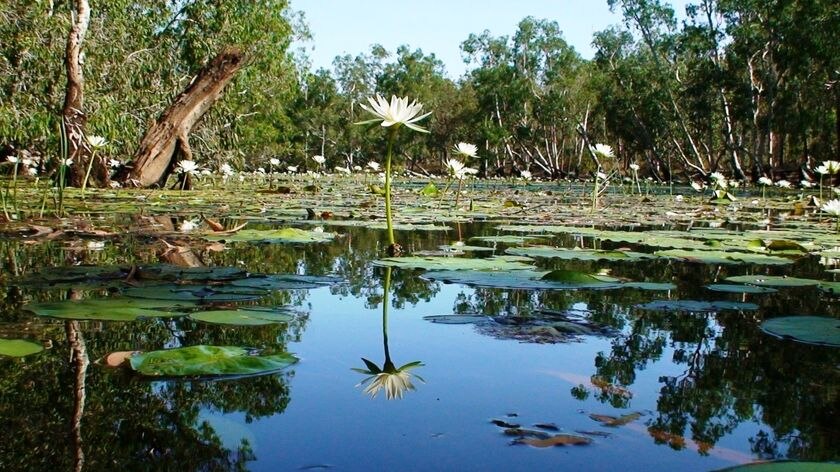 A lily grows from water in the Watson River lagoon on Queensland's Cape York.