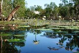 A lily grows from water in the Watson River lagoon on Queensland's Cape York.