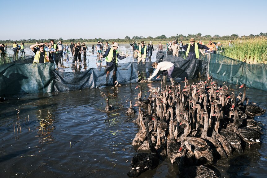 Black swan cygnets being wrangled into a pen in wetland by volunteers