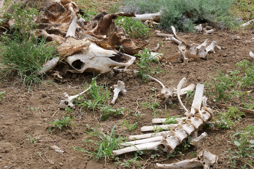 the skeleton of a cow lays partially buried in the dirt on the ground