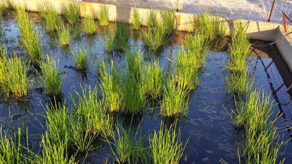 Vegetables with potential WA grower eyes market for Asian produce in