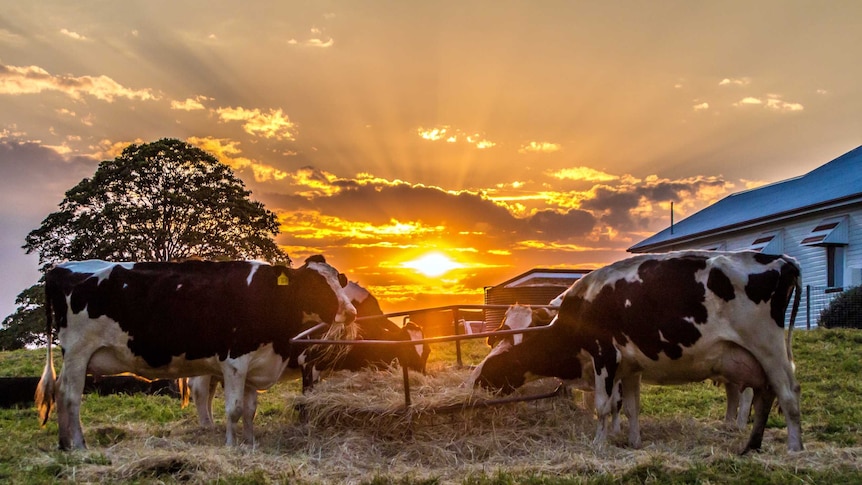 Cows in foreground with setting sun behind
