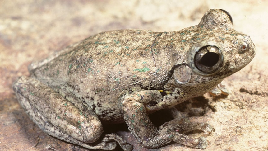 Hear the frogs commonly found in the ACT