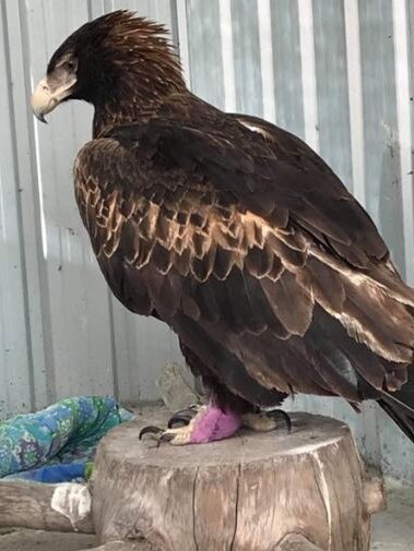 Wedge-tailed eagle with an injured leg.