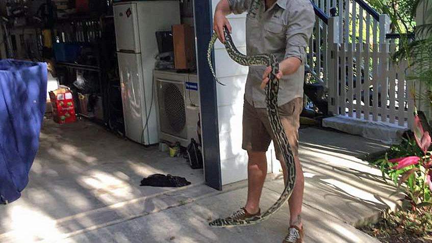 Snake catcher Max Jackson removes a 2.5 metre snake from ABC employer Bianca Clare's Sunshine Coast home, yesterday.