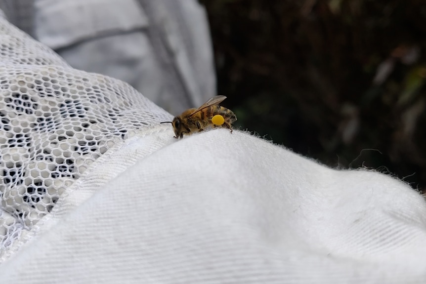 A bee with a ball of pollen on its leg sits on a beekeepers arm