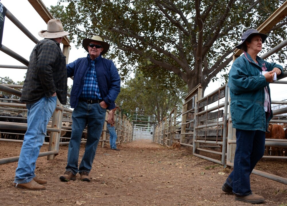 Clermont's graziers and agents happy with results at latest cattle sale