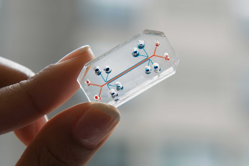 A lung chip created by the Wyss Institute