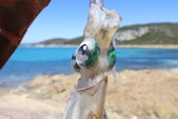 Fisherman Bob Gillman holds a squid