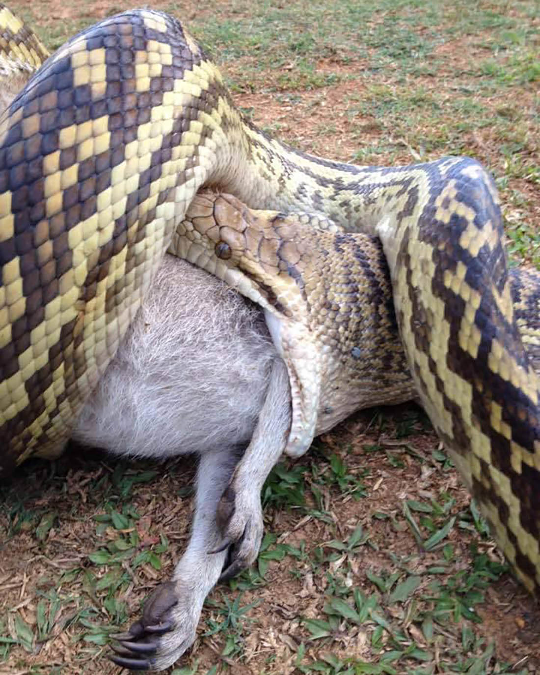 Brown Snake Filmed Eating Carpet Python In Brisbane's West - ABC News