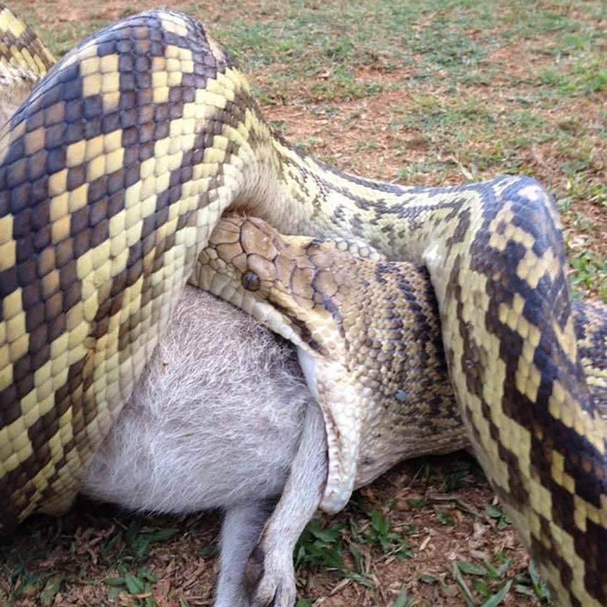 A scrub python eats a wallaby