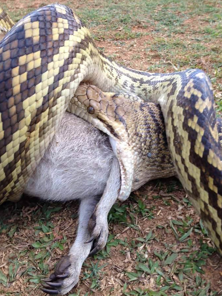 A scrub python eats a wallaby