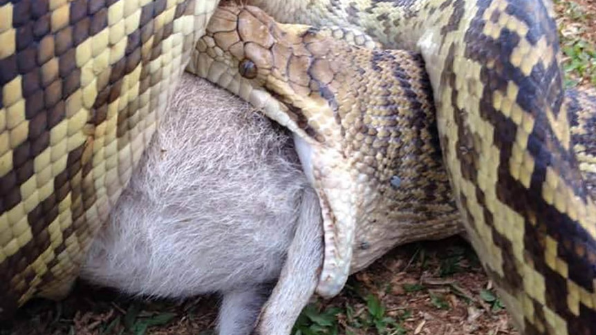 Python makes meal of wallaby in horse paddock near Cairns - ABC News
