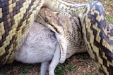 A scrub python eats a wallaby